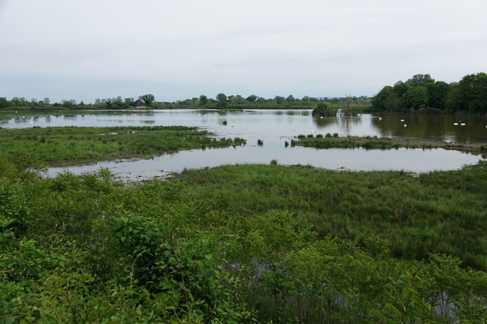 Riserva Naturale Regionale della Foce dell’Isonzo (31)