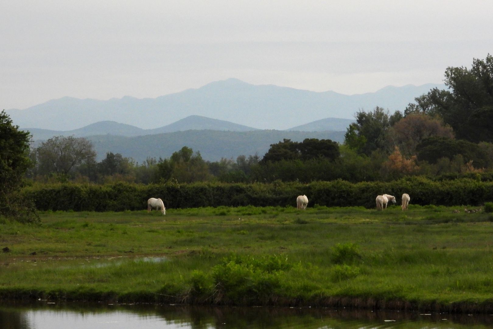 Riserva Naturale Regionale della Foce dell’Isonzo_ (3)