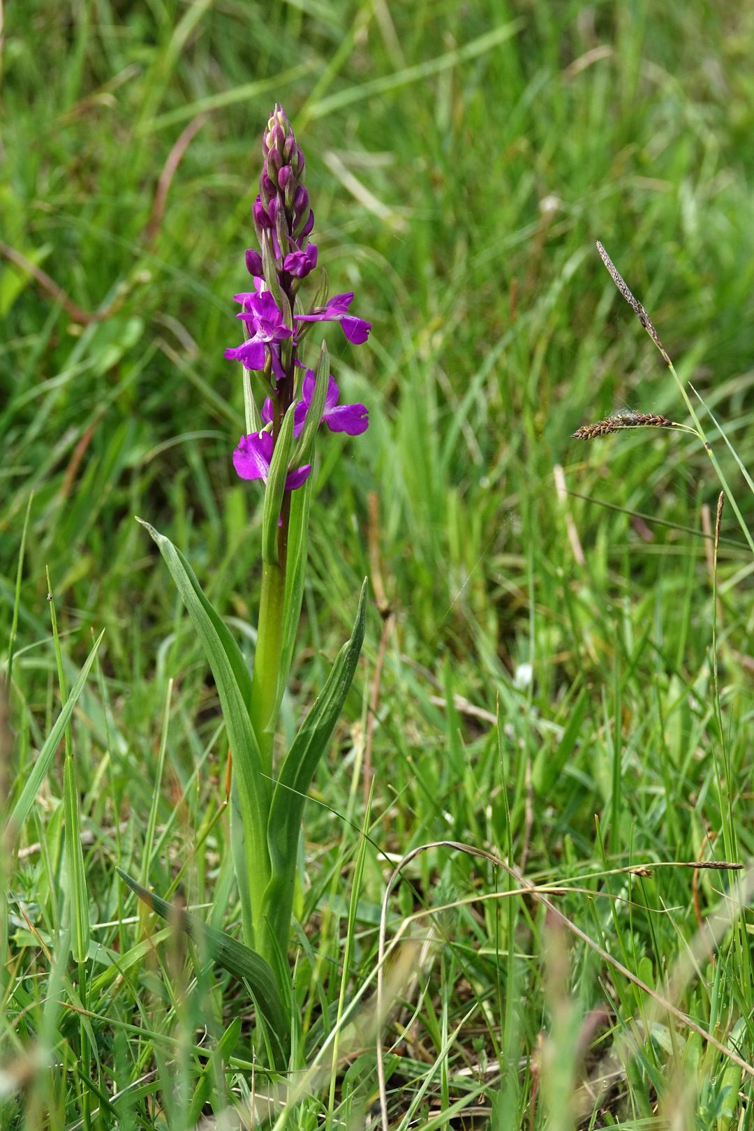 Riserva Naturale Regionale della Foce dell’Isonzo_Rudohlávek bažinný (5)