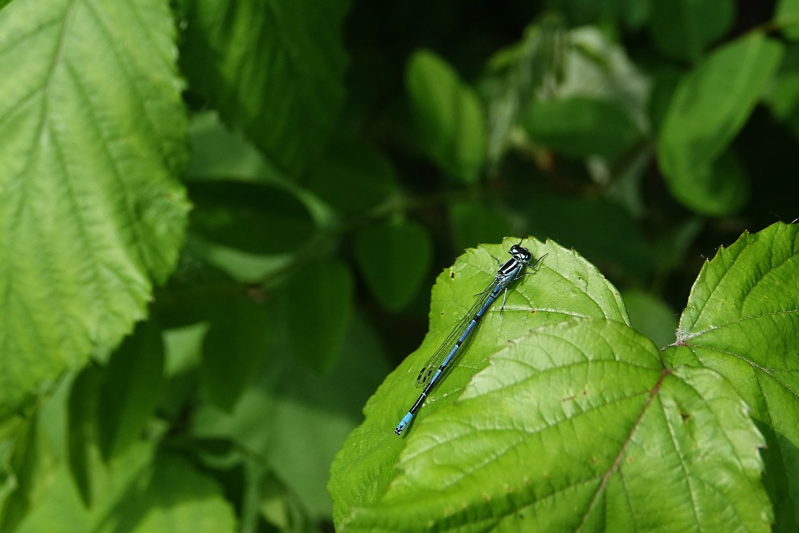 Riserva Naturale Regionale della Foce dell’Isonzo_Šidélko sp.