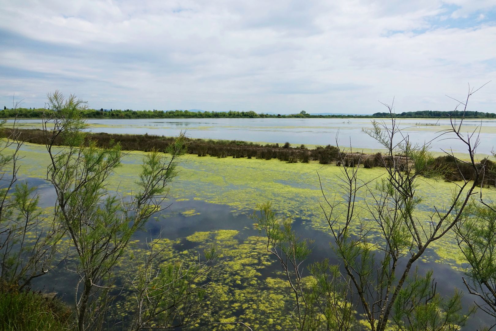 Riserva naturale regionale della Valle Cavanata_ (1)