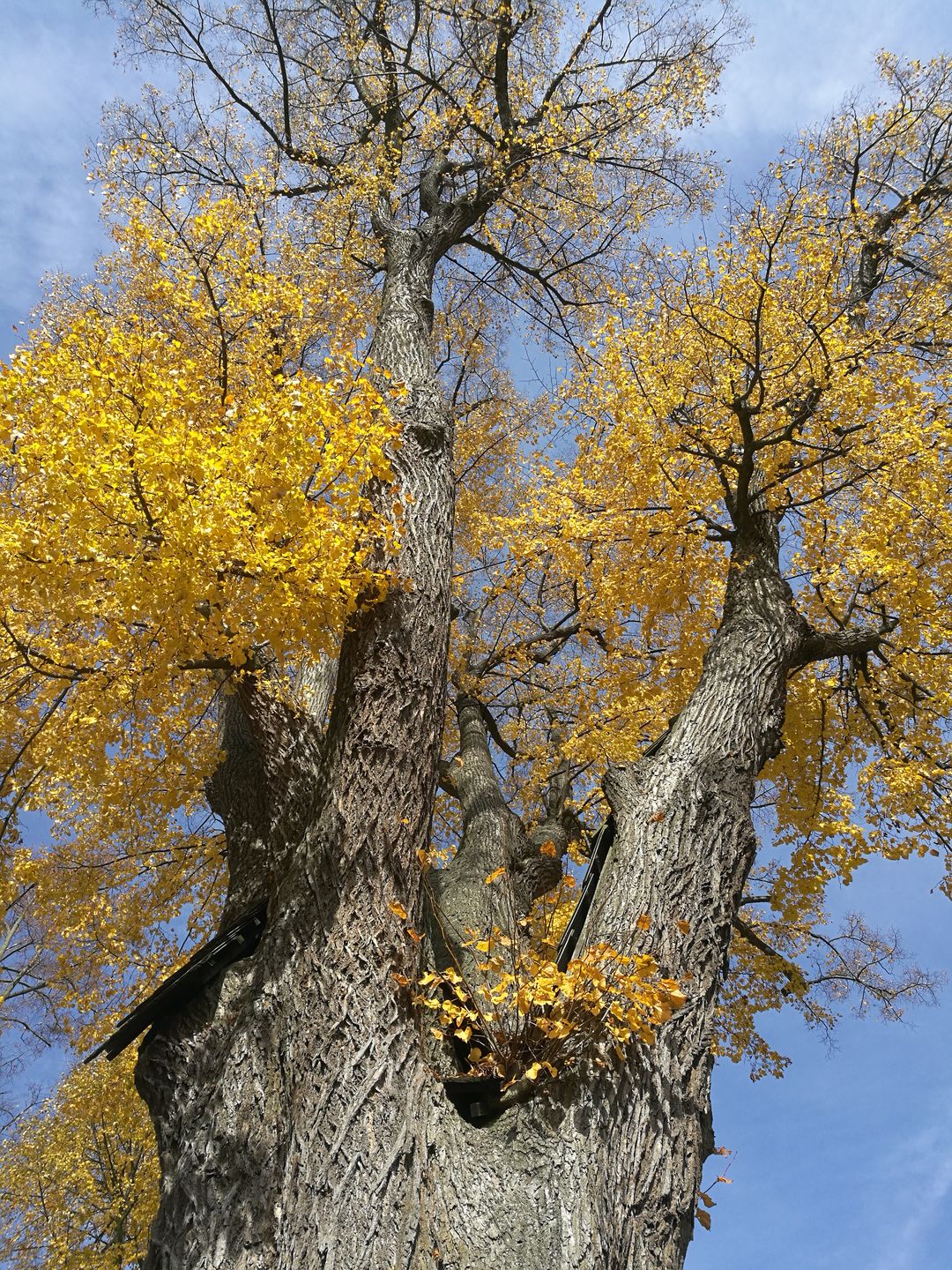 2019_10_19_Horní Maršov (2)