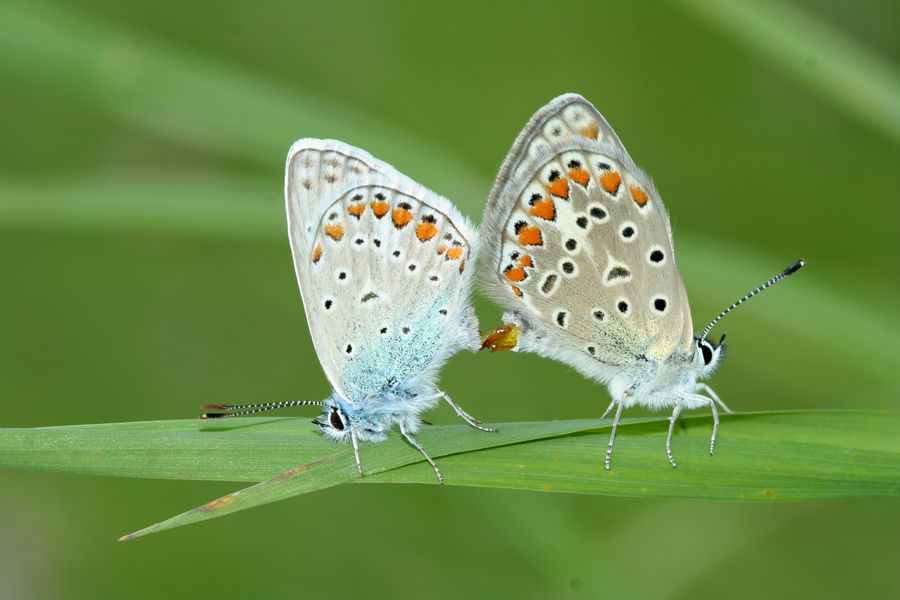 Modrasek_jehlicovy_Polyommatus_icarus