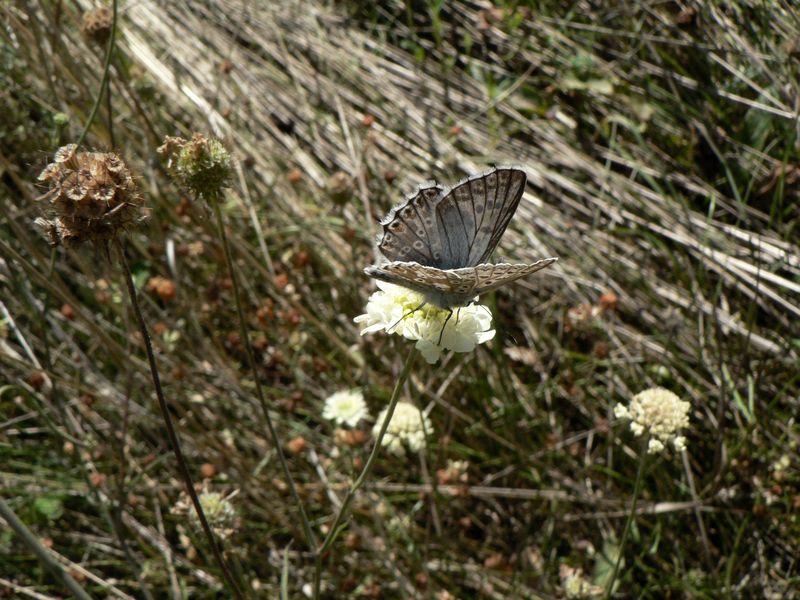 Modrasek_vikvicovy_Polyommatus_coridon