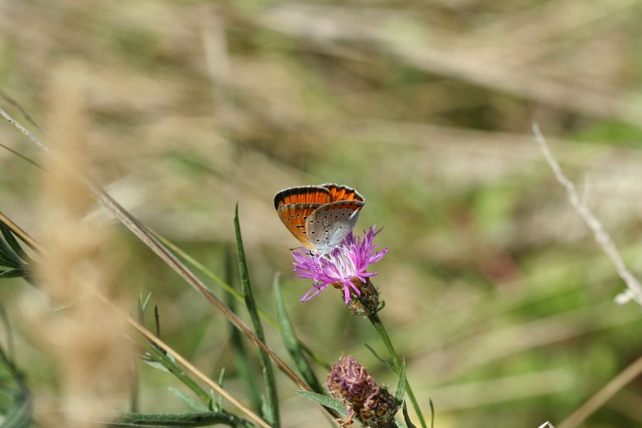 Ohnivacek_cernocarny_Lycaena_dispar