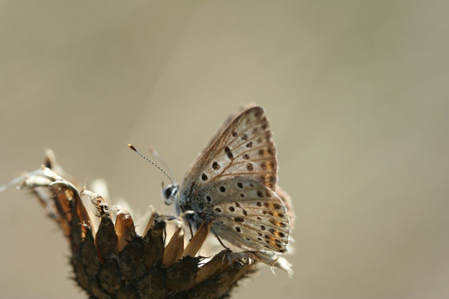 Ohnivacek_cernoskvrnny_Lycaena_tityrus