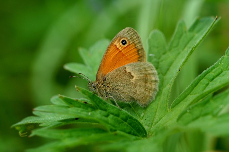 Okac_pohankovy_Coenonympha_pamphilus