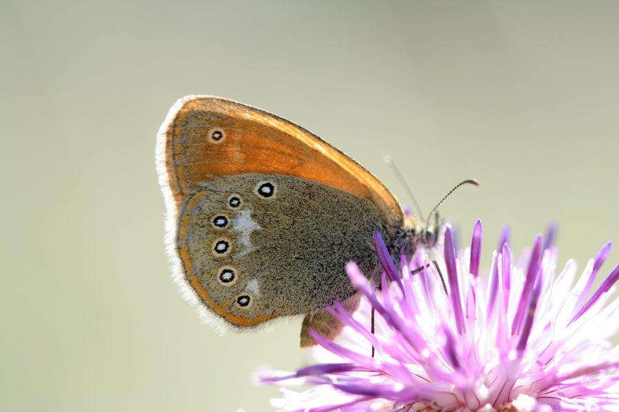 Okac_treslicovy_Coenonympha_glycerion