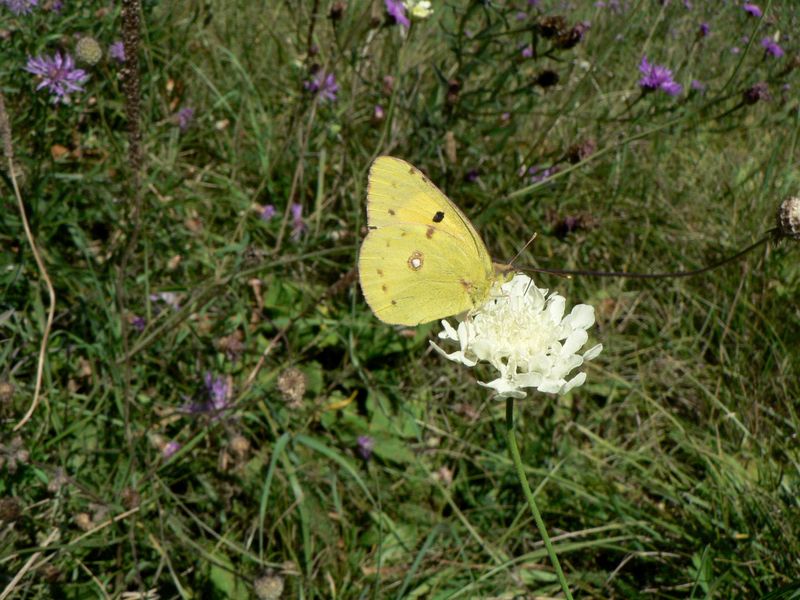 Zlutasek_cilimnikovy_Colias_crocea