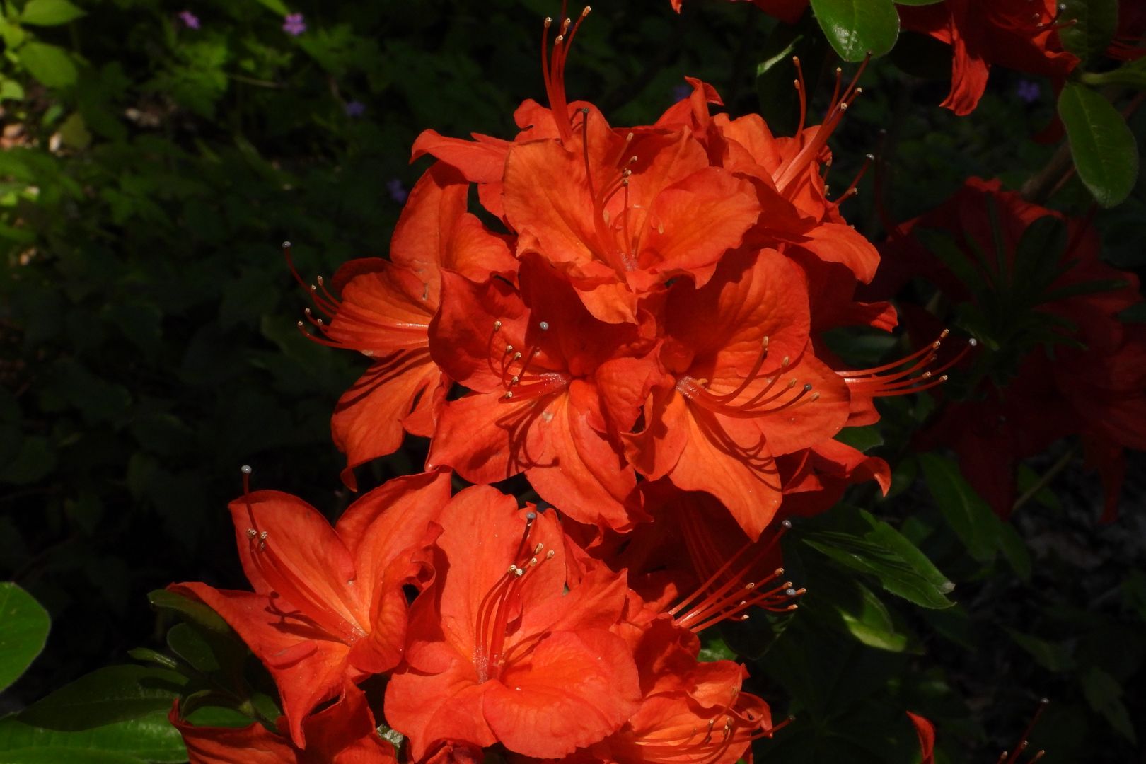 Rhododendron calendulaceum