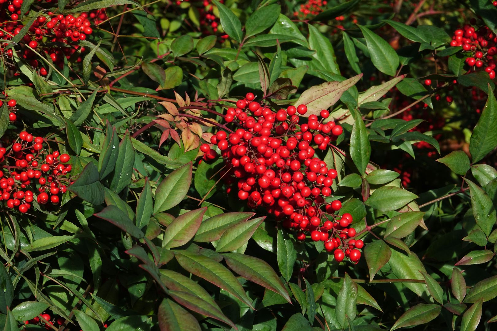 Nandina domestica