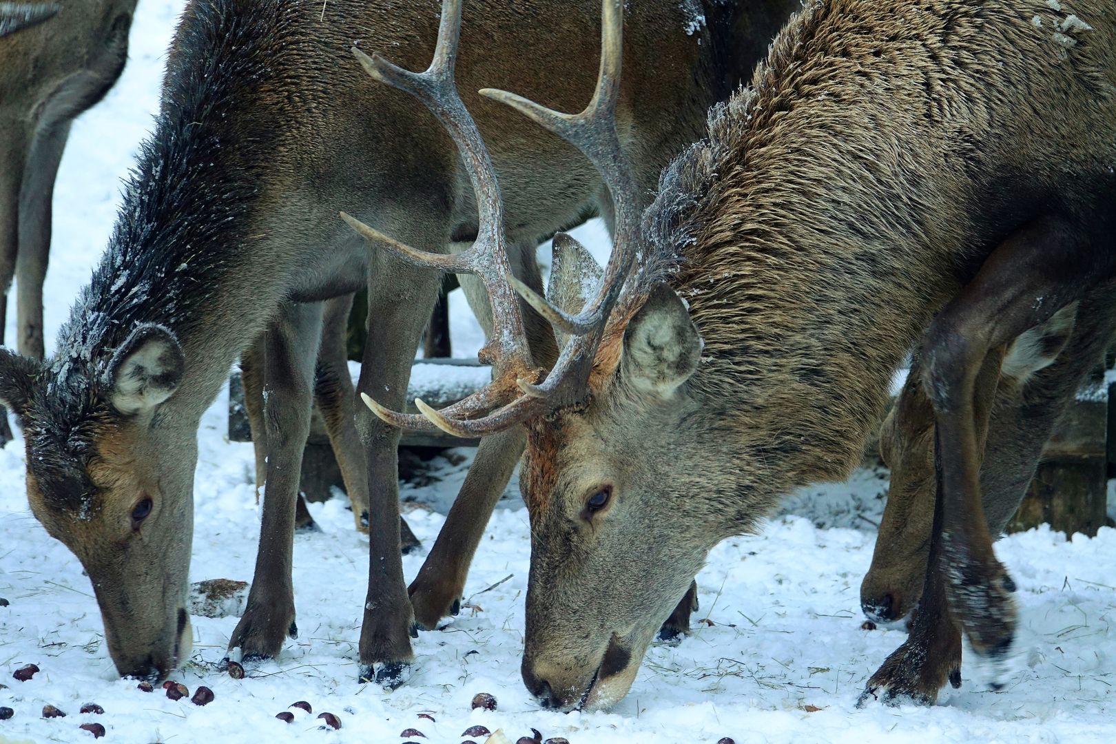 2020_01_23_Přezimovací obůrka Horní Lysečiny  (9)