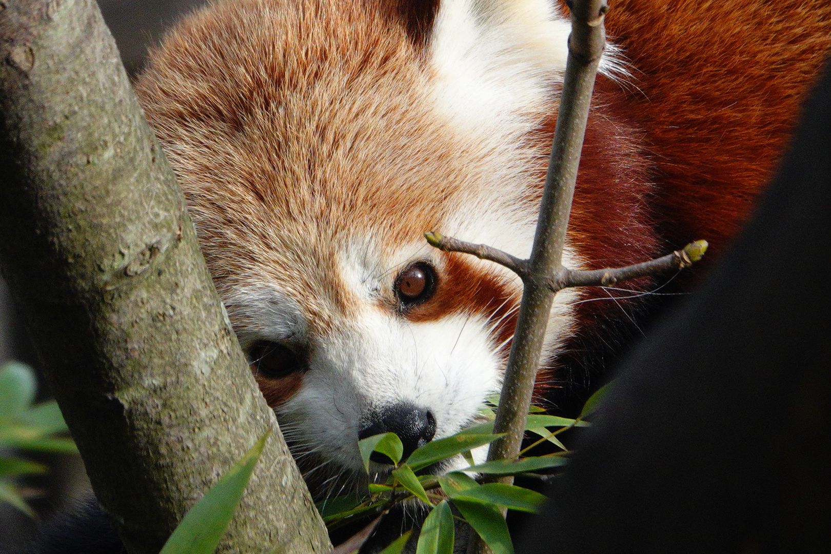 ZOO Vídeň_únor_2020 (19)