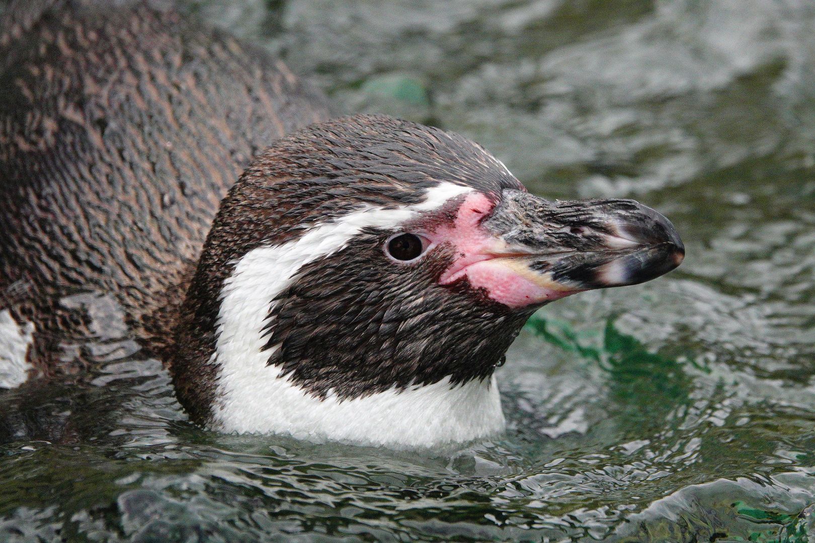 ZOO Vídeň_únor_2020 (37)