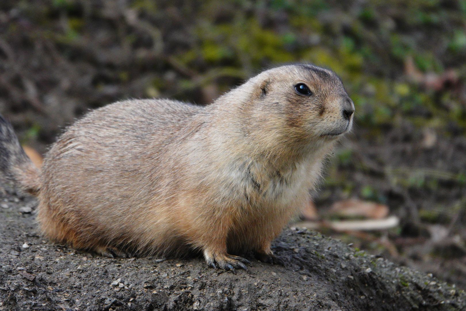 ZOO Vídeň_únor_2020 (58)