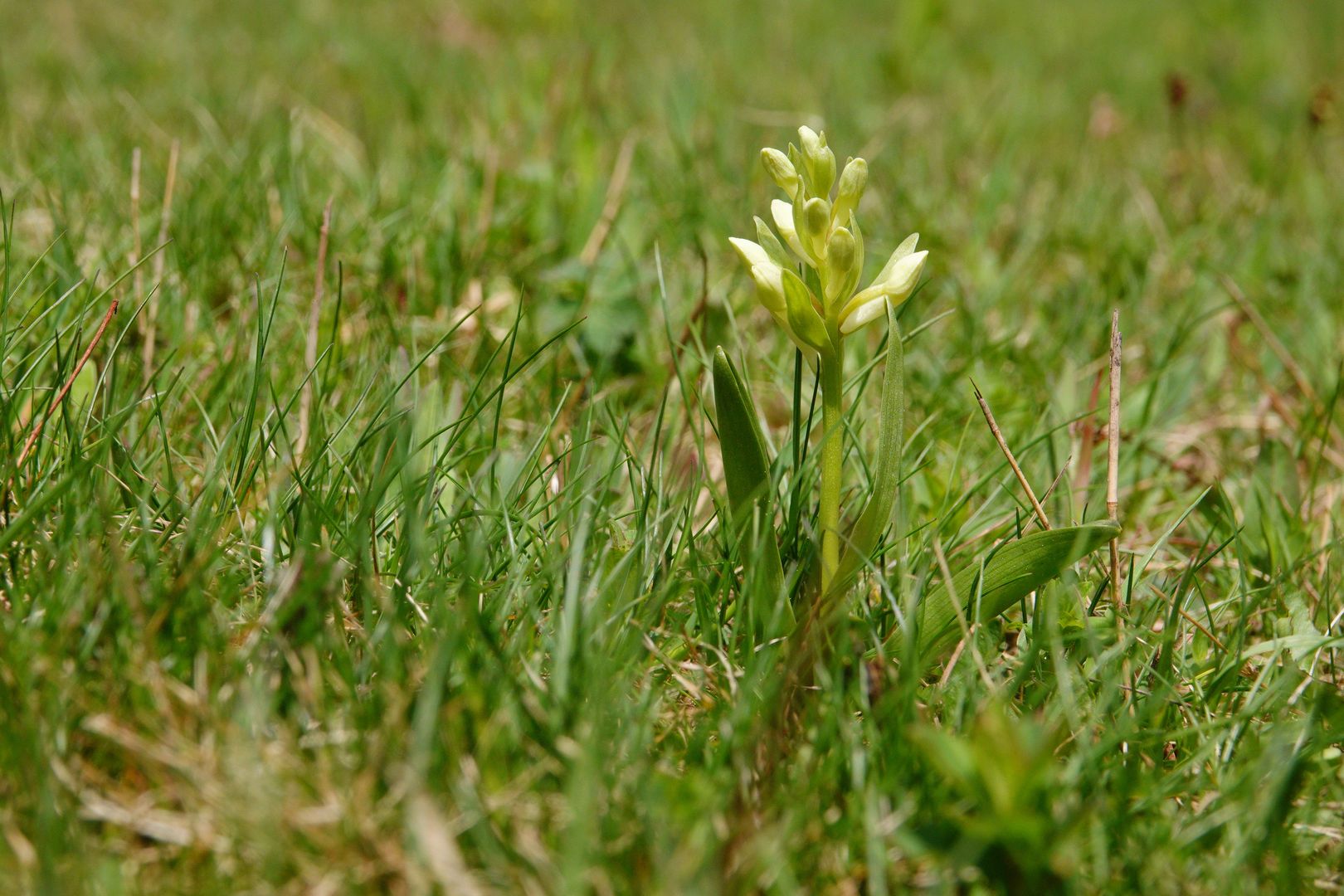 2020_05_03_Sklenářovické údolí_prstnatec bezový (6)