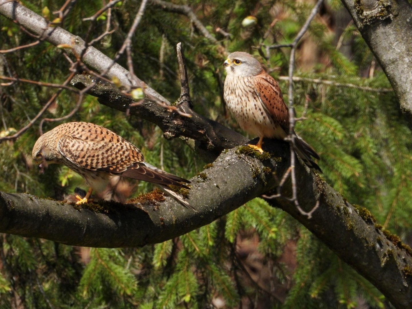 2019_05_03_Poštolka obecná_Janské Lázně (2)