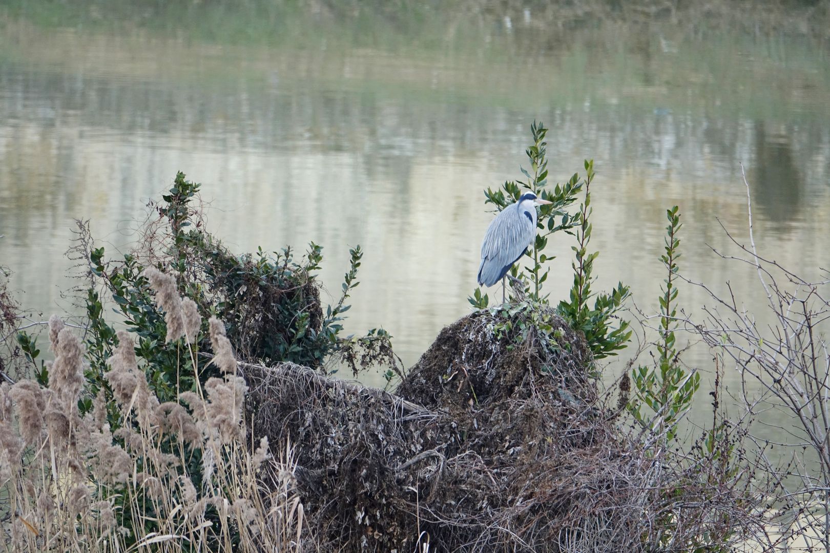 Florencie_birdwatching_volavka popelavá