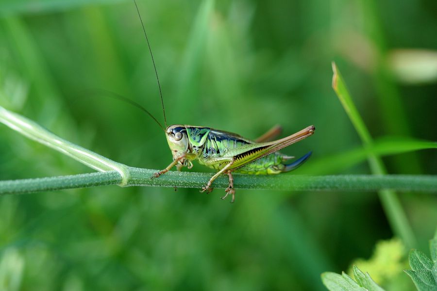 Kobylka_Metrioptera roeselii - Maršov II