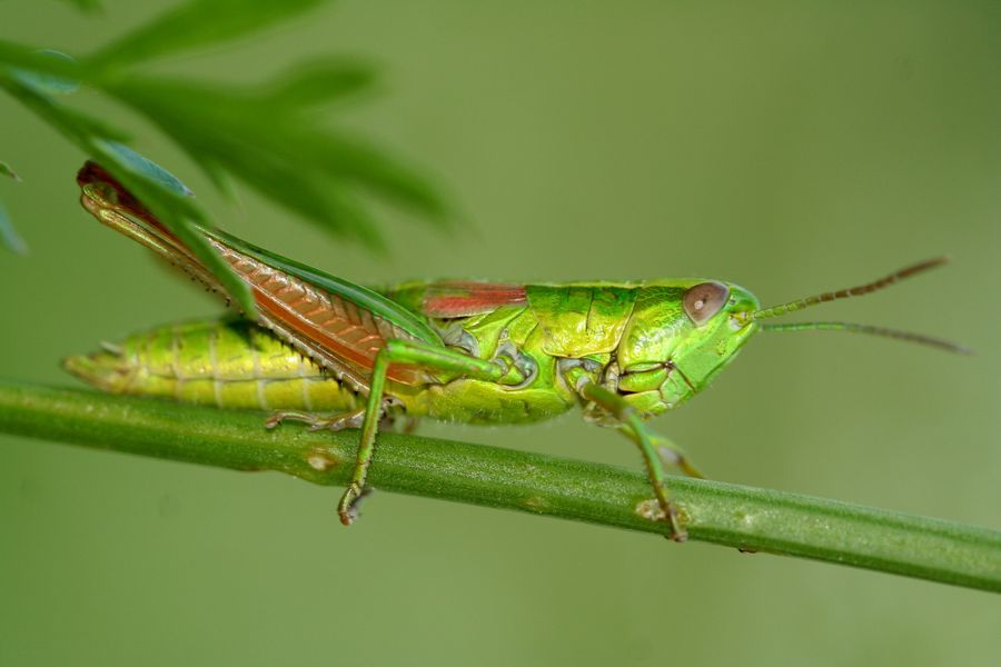 Saranče_Euthystira brachyptera - Maršov II