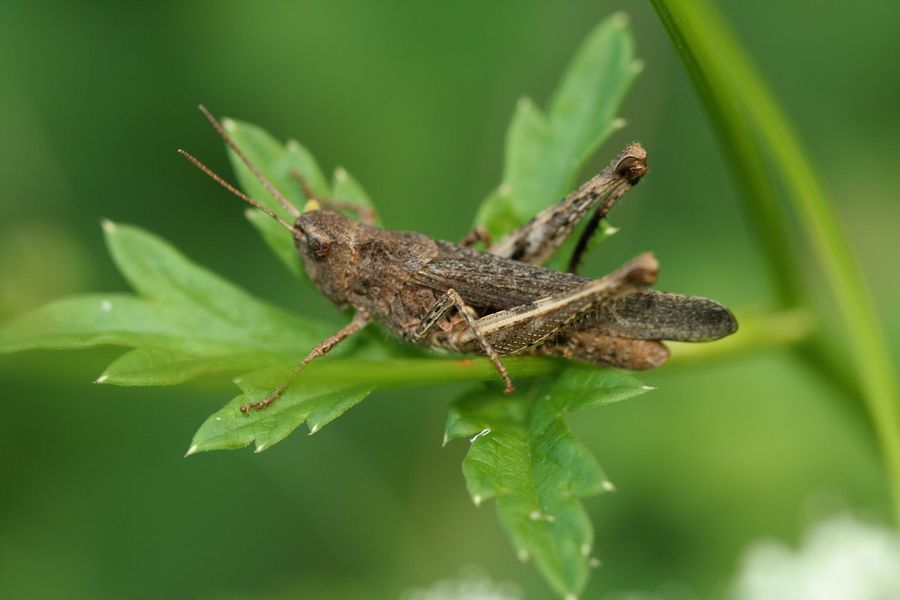 Saranče_Chorthippus biguttulus - Maršov II