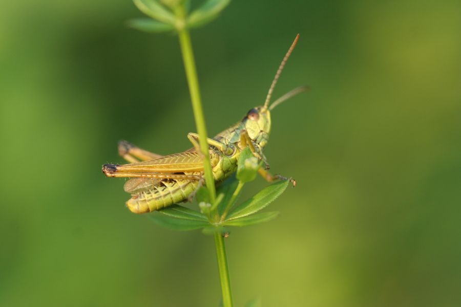 Saranče_Chorthippus paralellus_1 - Maršov II