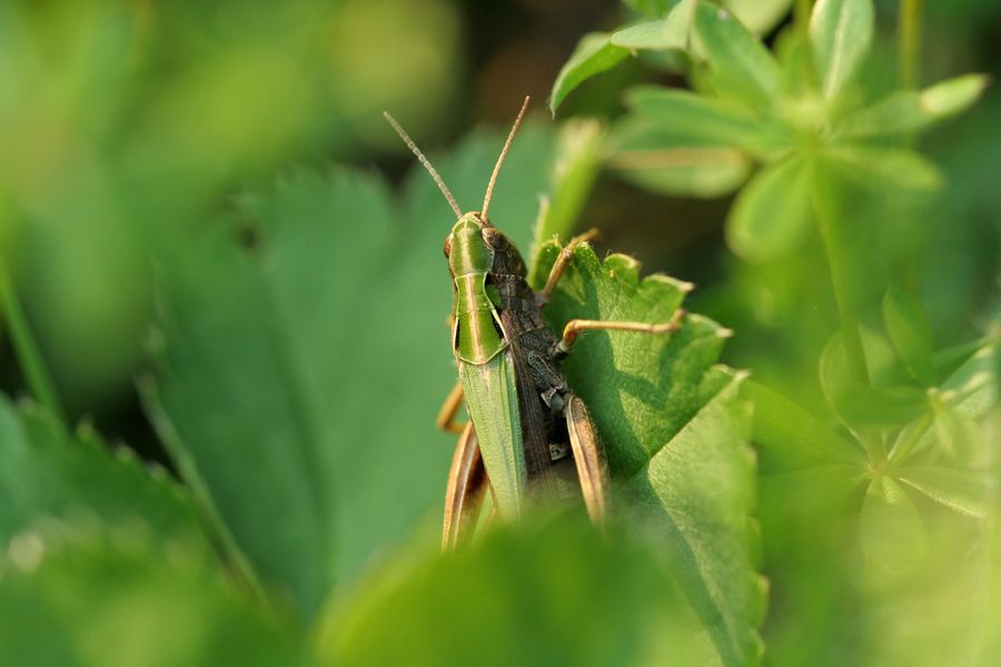 Saranče_Omocestus viridulus - Maršov II