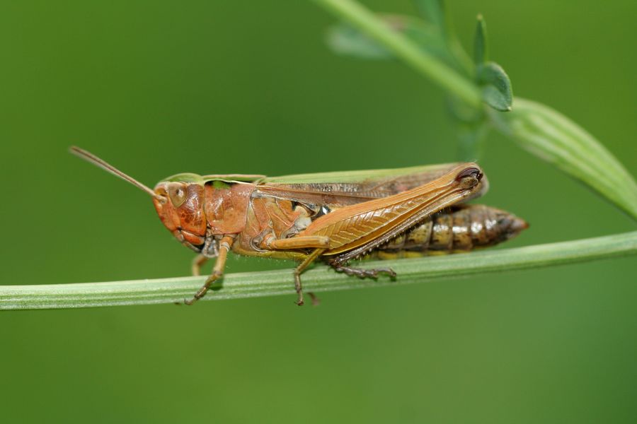 Saranče_Omocestus viridulus_1 - Maršov II