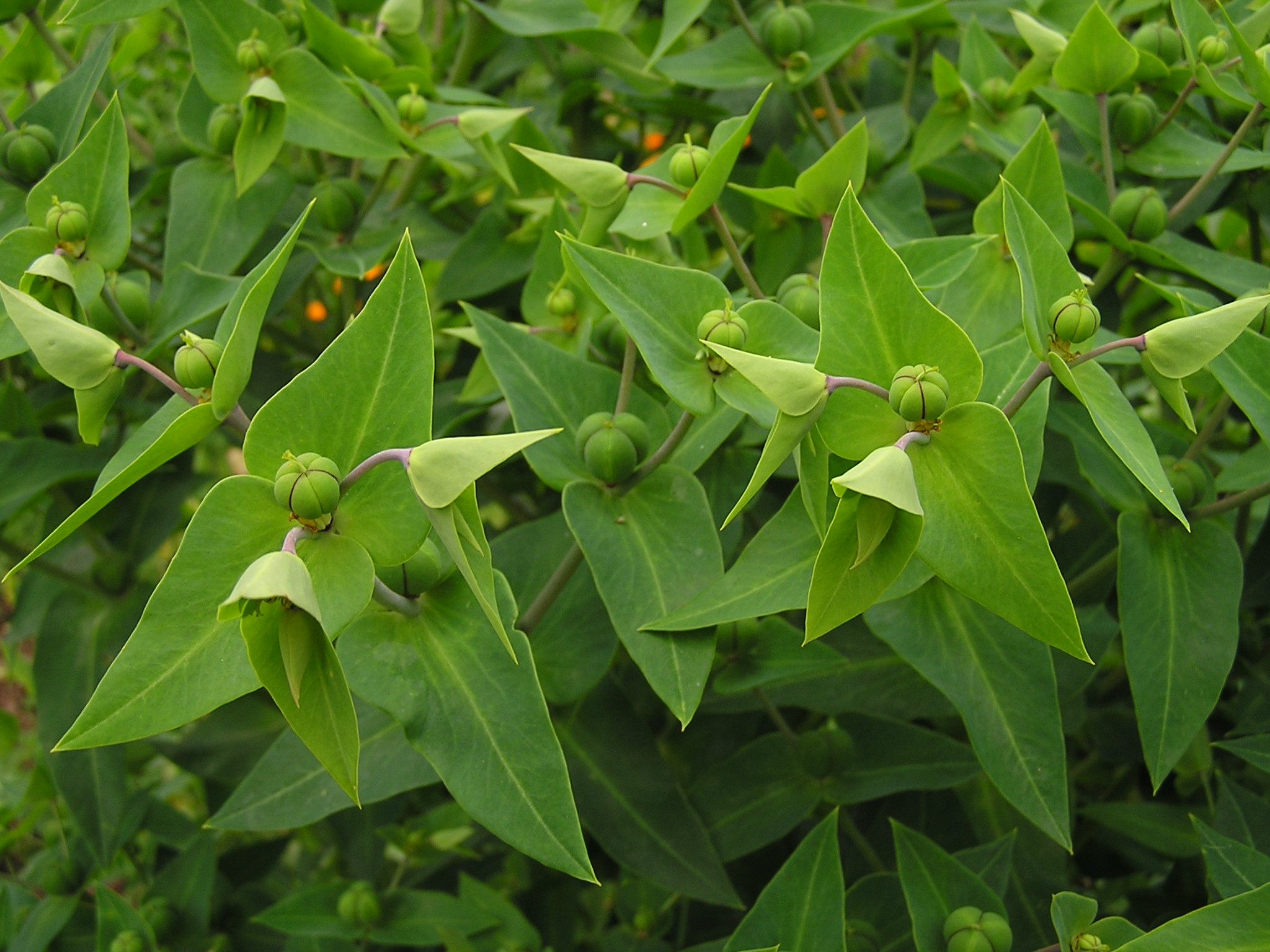 Euphorbia lathyris