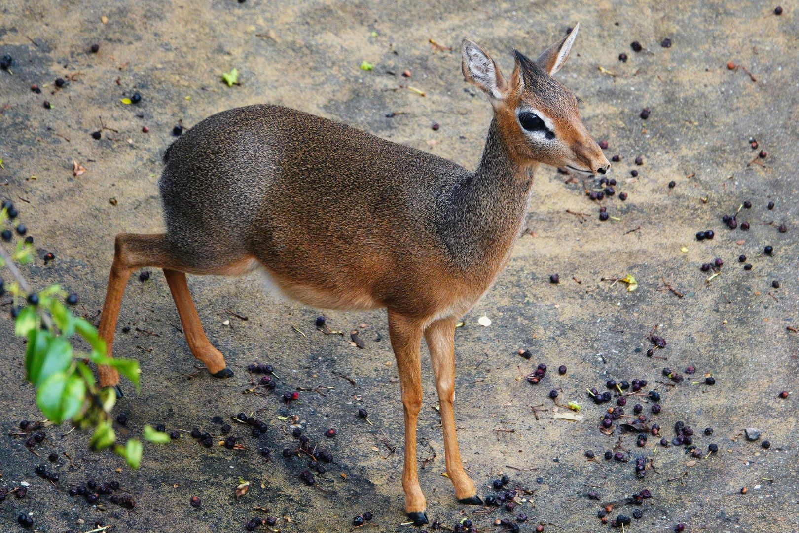 Dikdik Kirkův