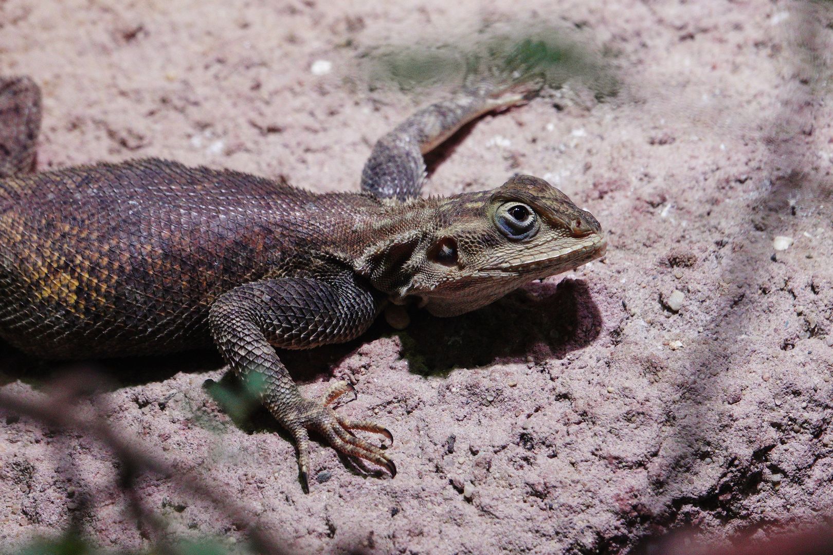 Ještěr Agama sp.