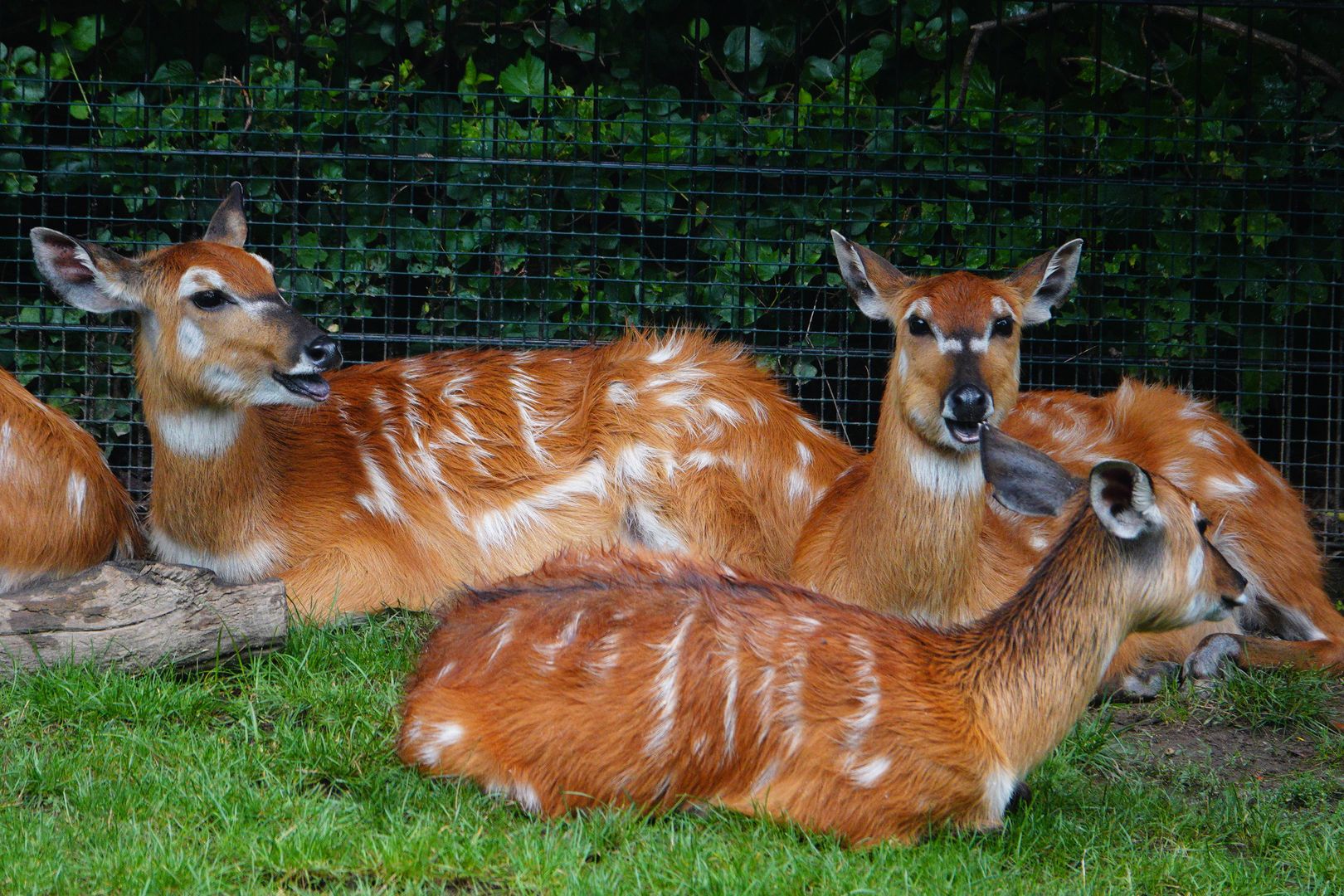 Sitatunga západoafrická