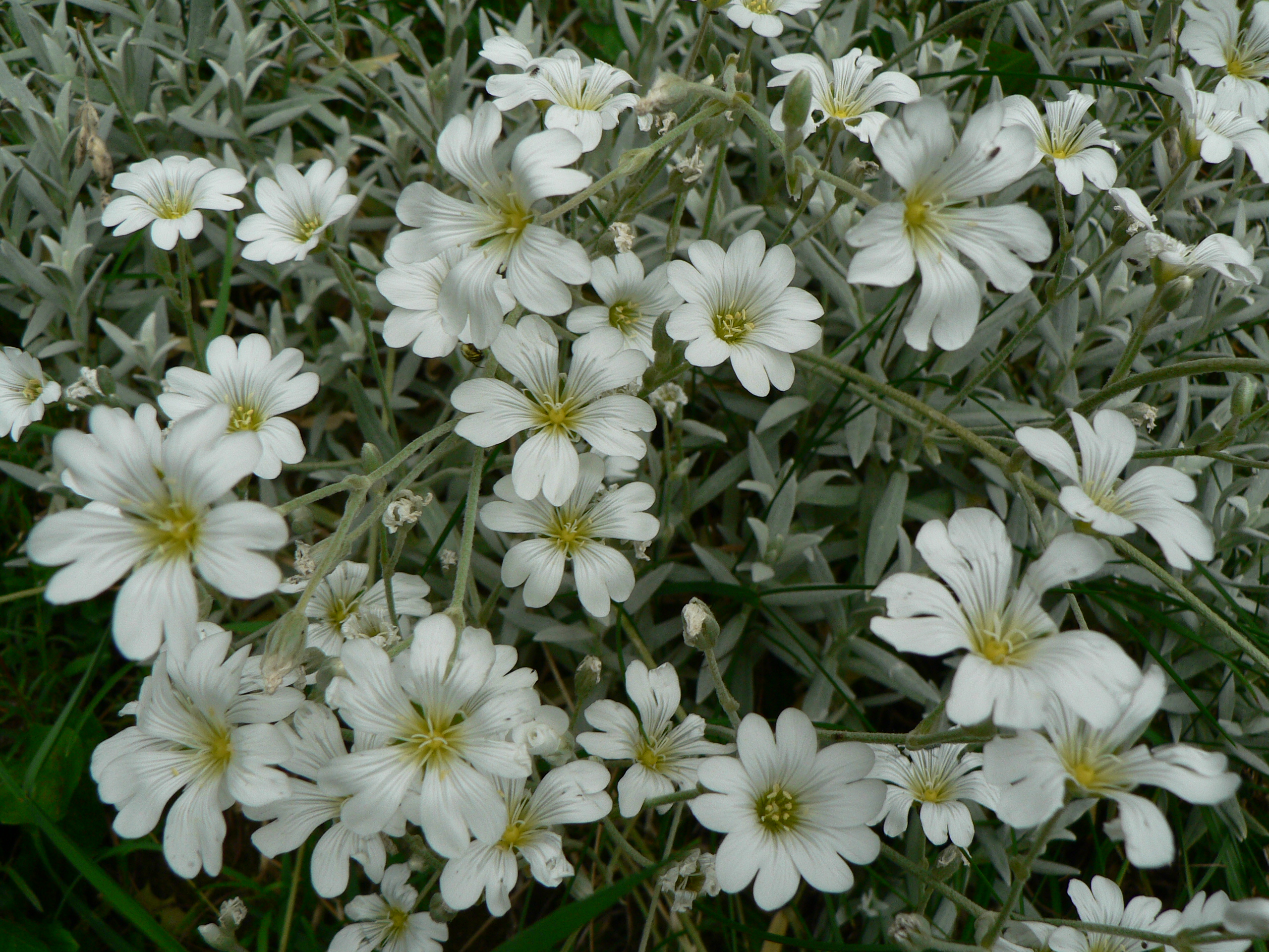 Cerastium tomentosum