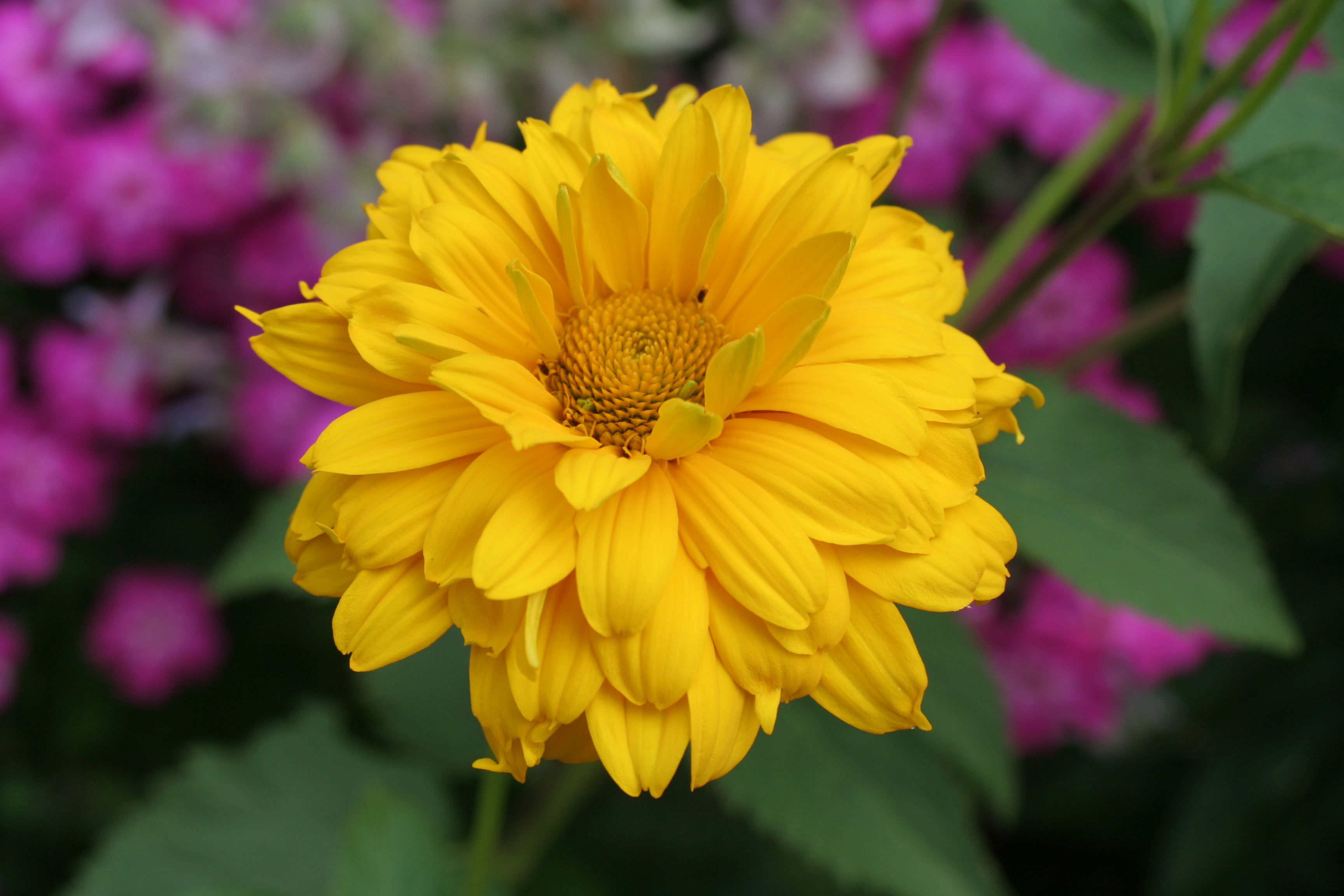 Heliopsis helianthoides