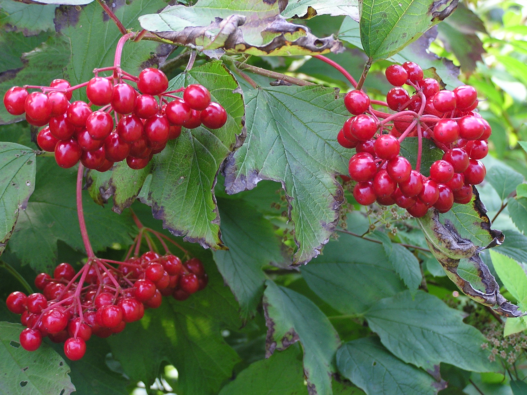 Viburnum opulus (1)