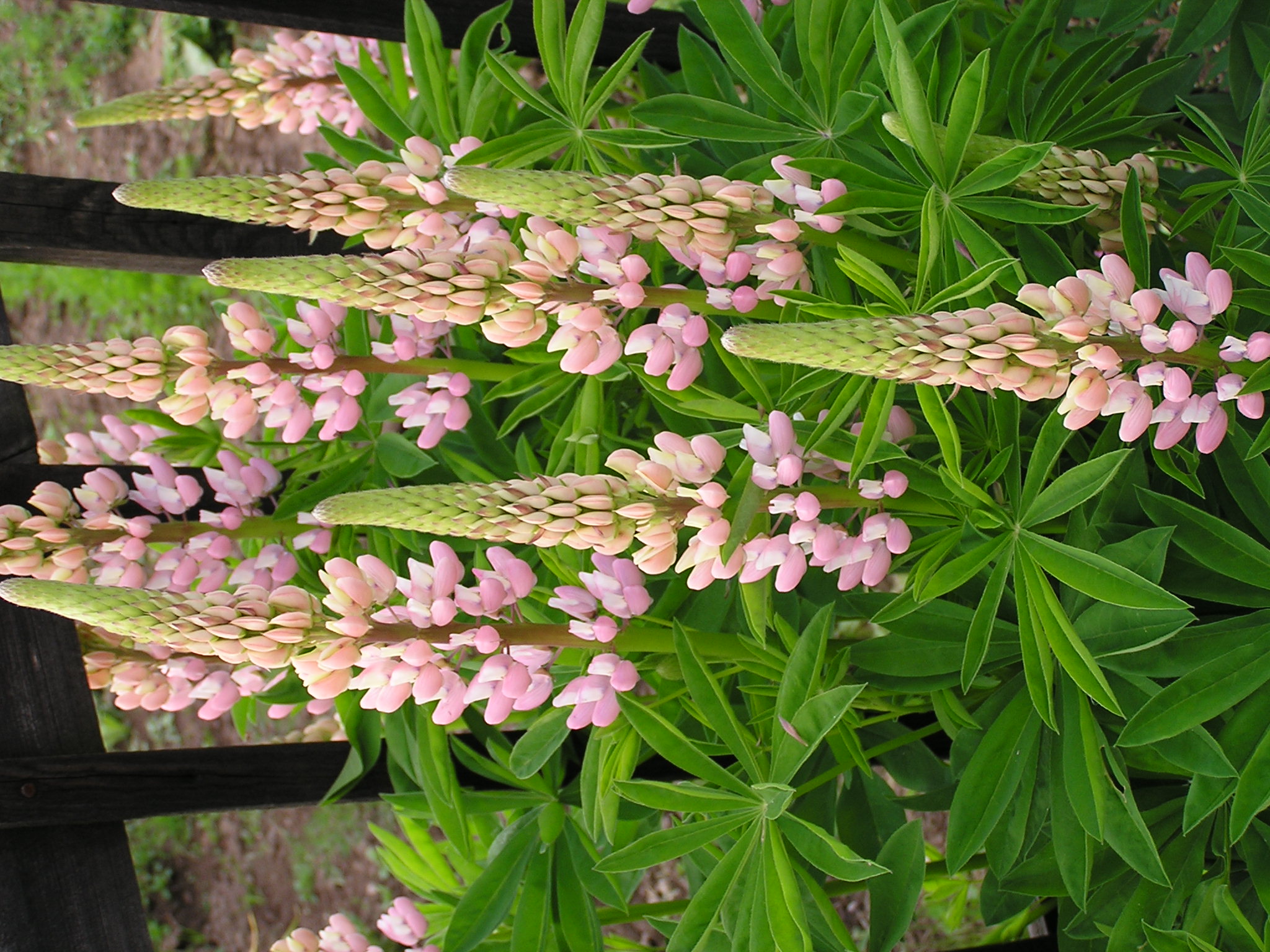 Lupinus polyphyllus (5)