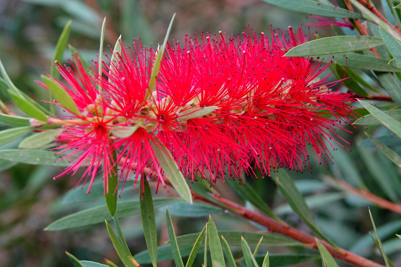 Gíza - ze zahrady hotelu Oasis - Callistemon sp.