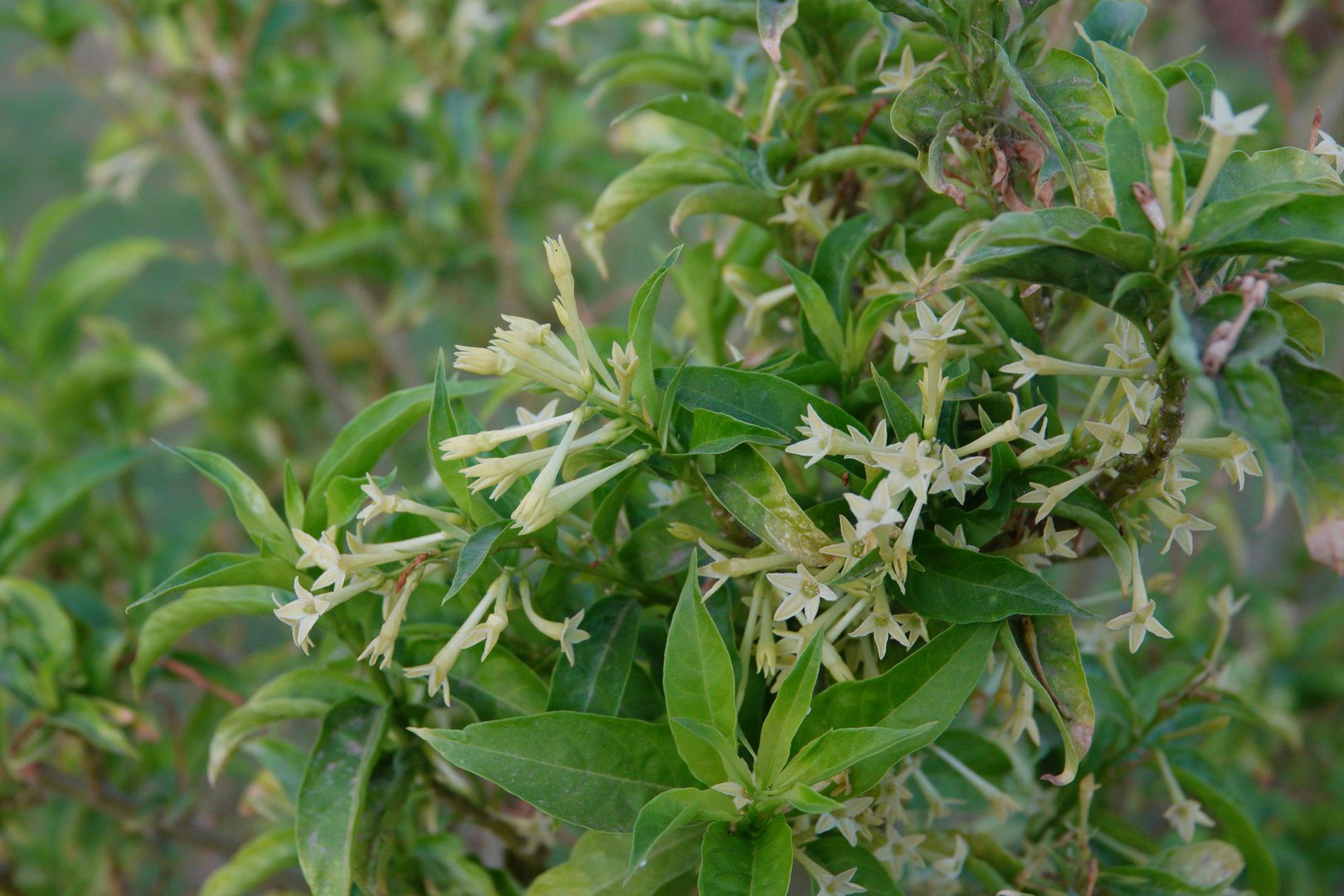 Gíza - ze zahrady hotelu Oasis - Cestrum nocturnum