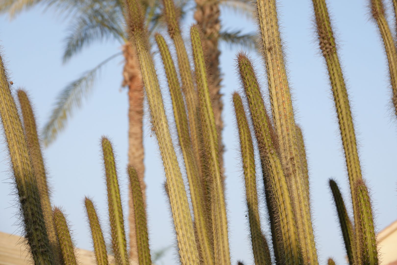 Gíza - ze zahrady hotelu Oasis - Cleistocactus sp.