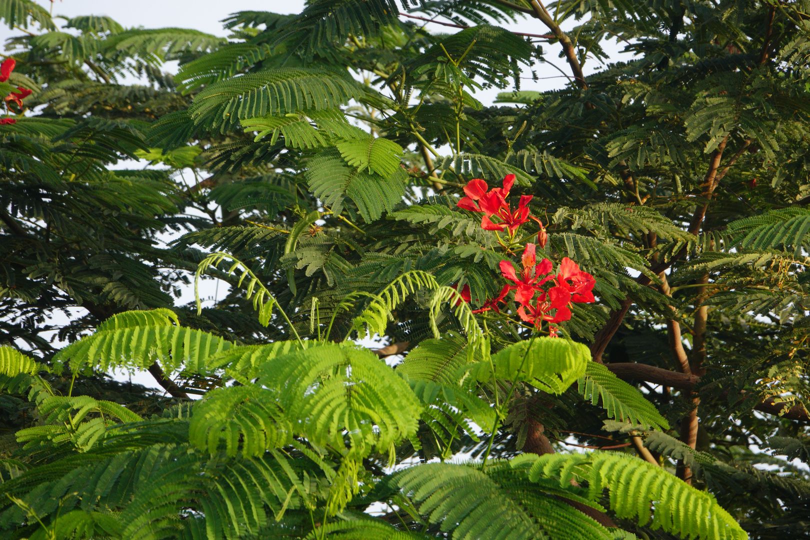 Gíza - ze zahrady hotelu Oasis - Delonix regia