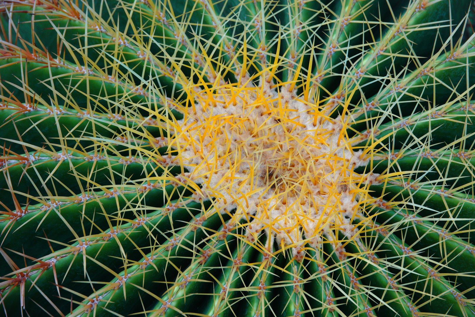 Gíza - ze zahrady hotelu Oasis - Echinocactus sp.