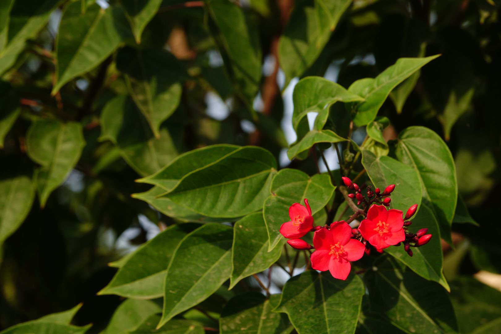 Gíza - ze zahrady hotelu Oasis - Jatropha integerrima