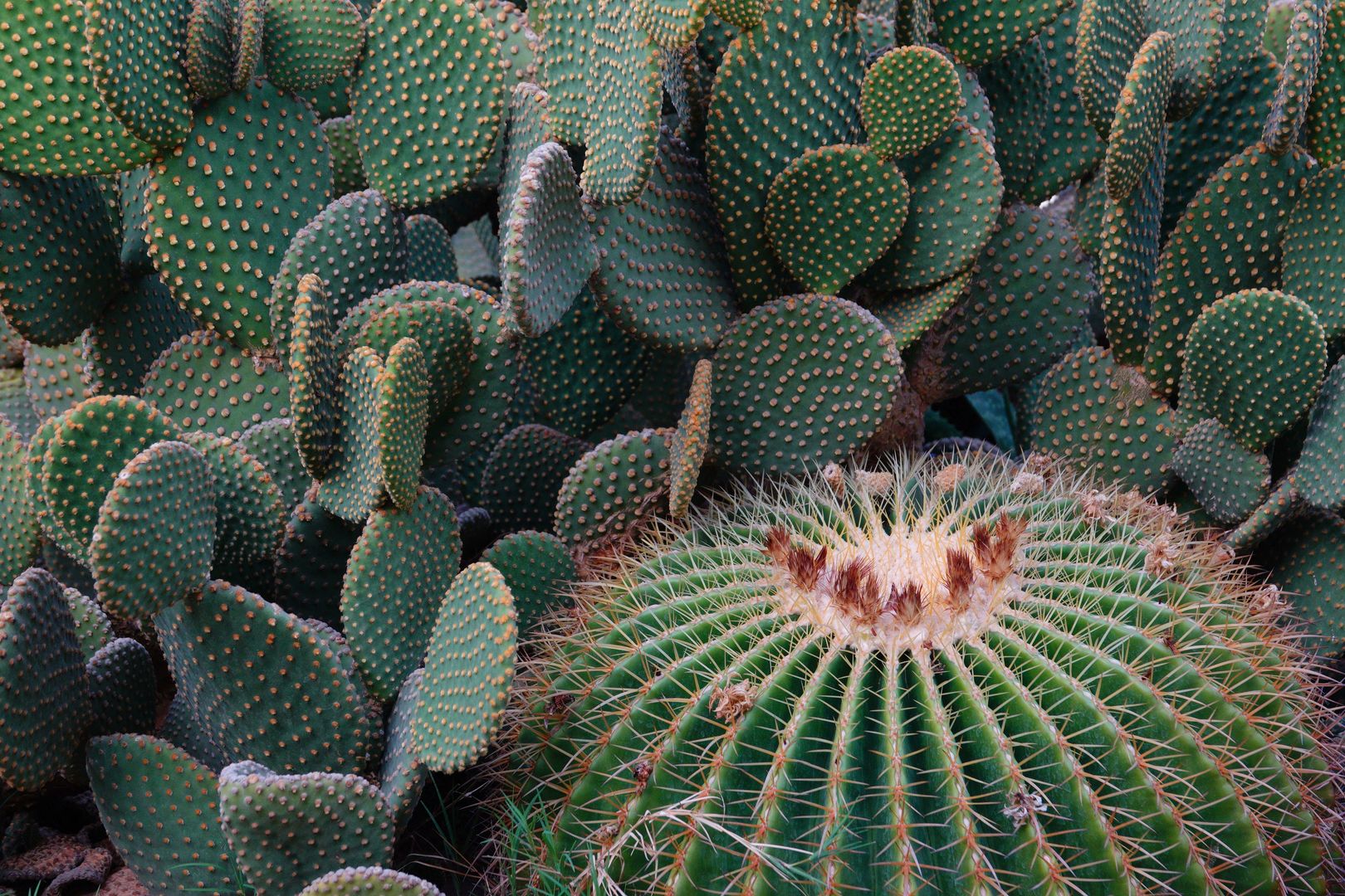 Gíza - ze zahrady hotelu Oasis - Opuntia microdasys a Echinocactus sp.