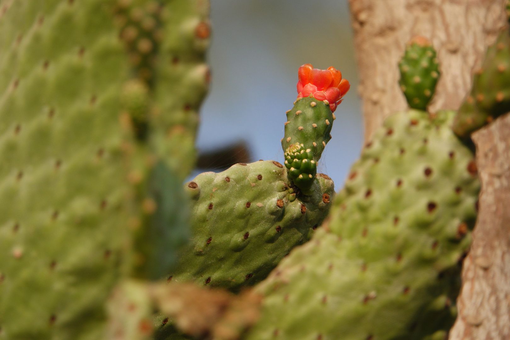 Gíza - ze zahrady hotelu Oasis - Opuntia sp.