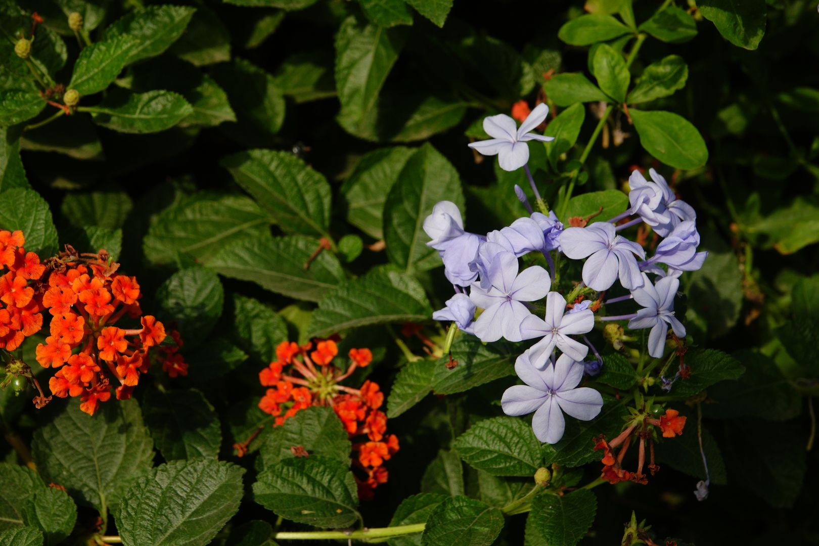 Gíza - ze zahrady hotelu Oasis - Plumbago auriculata