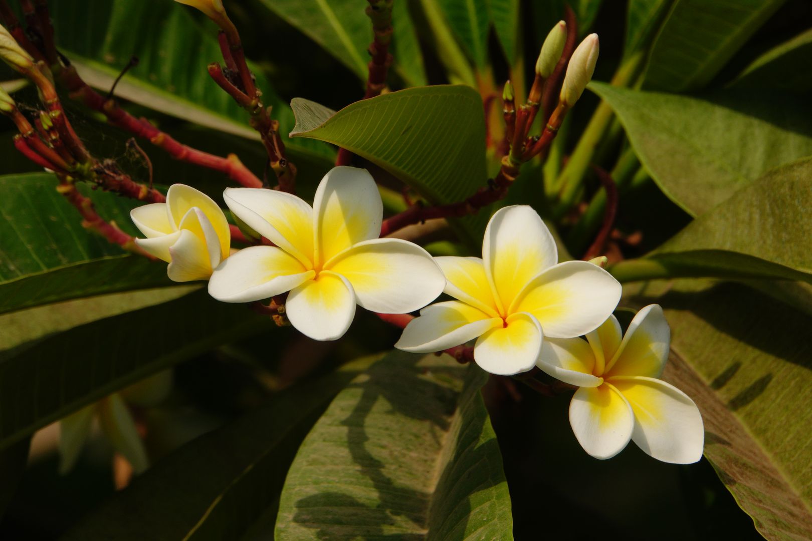 Gíza - ze zahrady hotelu Oasis - Plumeria rubra