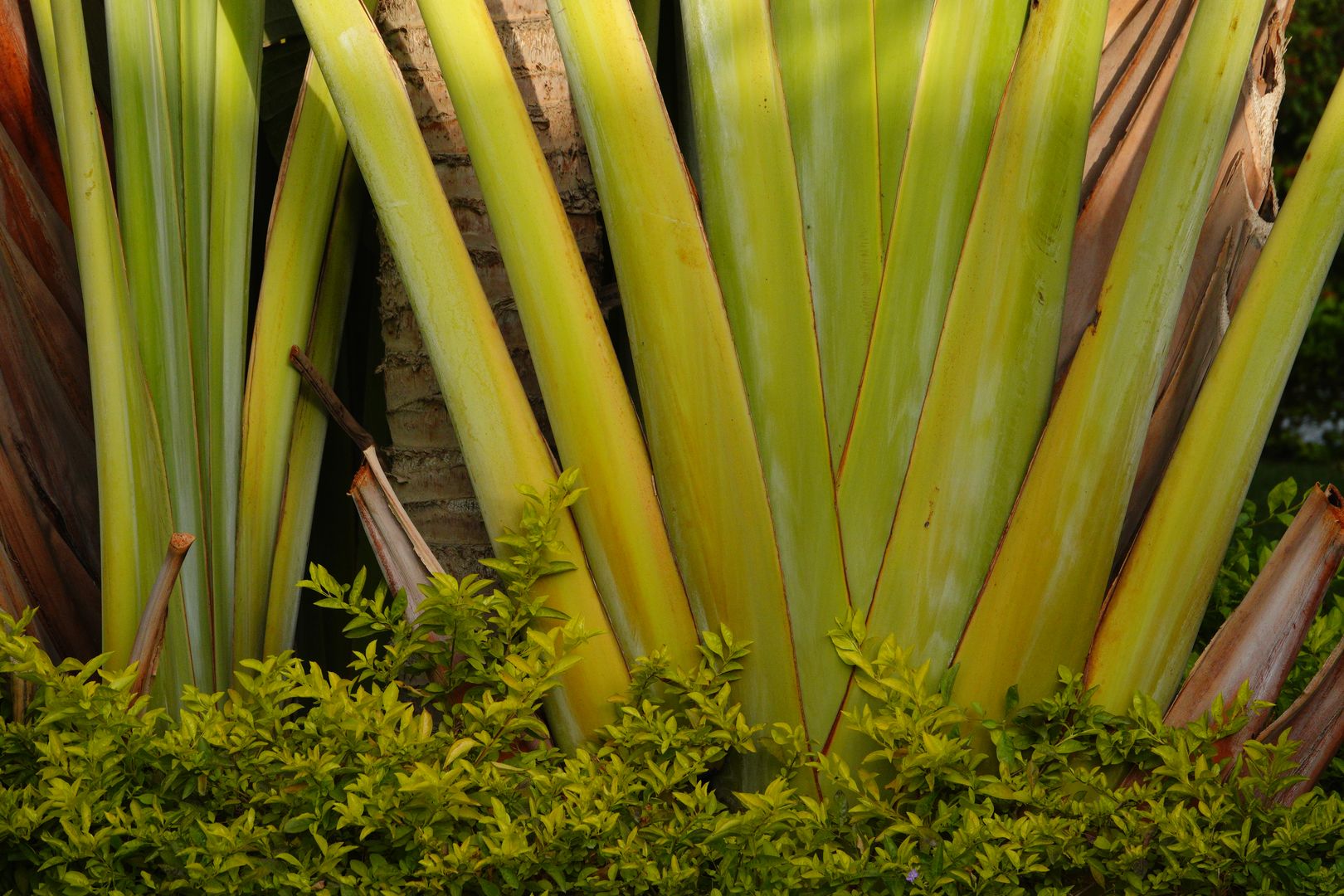 Gíza - ze zahrady hotelu Oasis - Ravenala madagascariensis