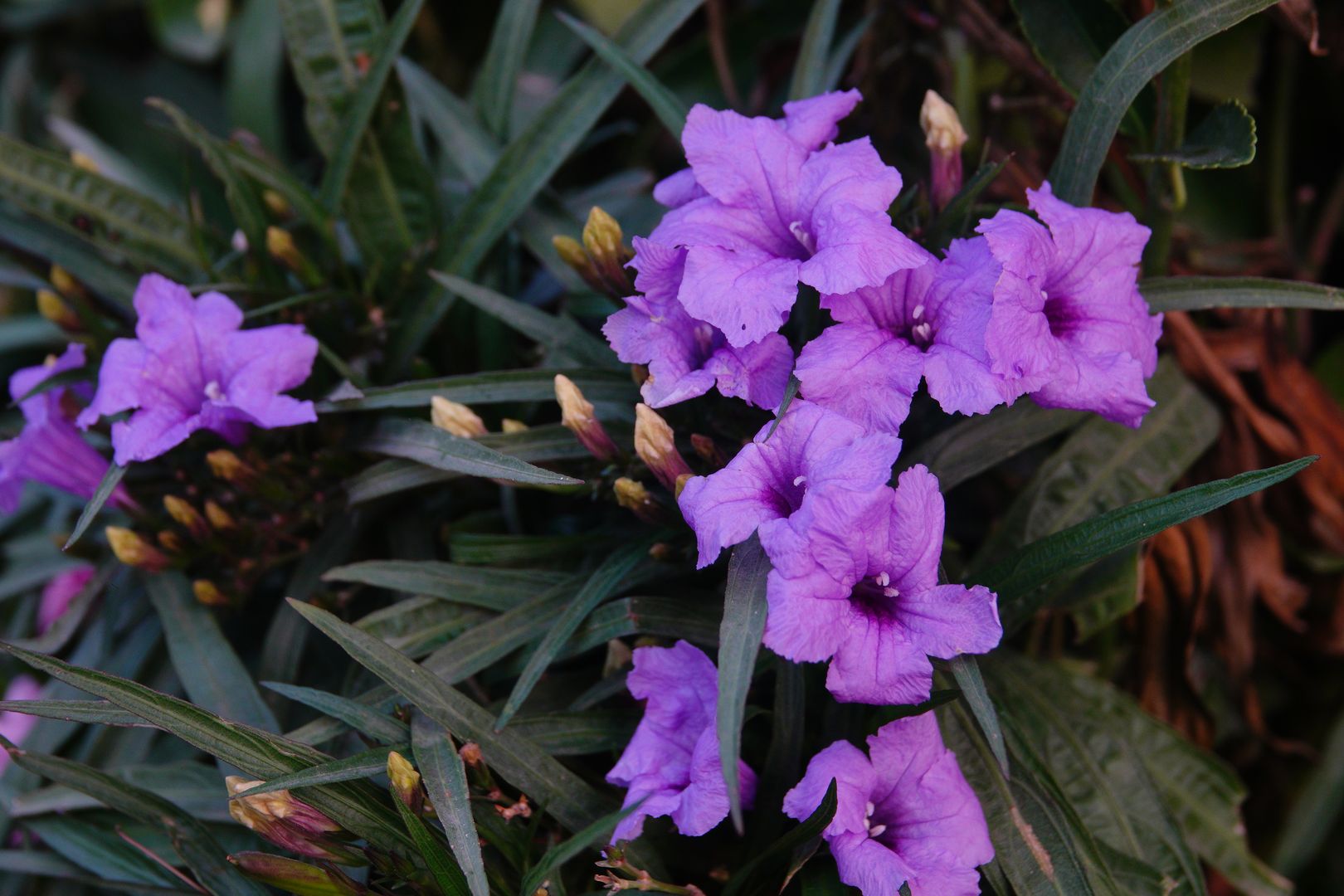 Gíza - ze zahrady hotelu Oasis - Ruellia simplex (1)