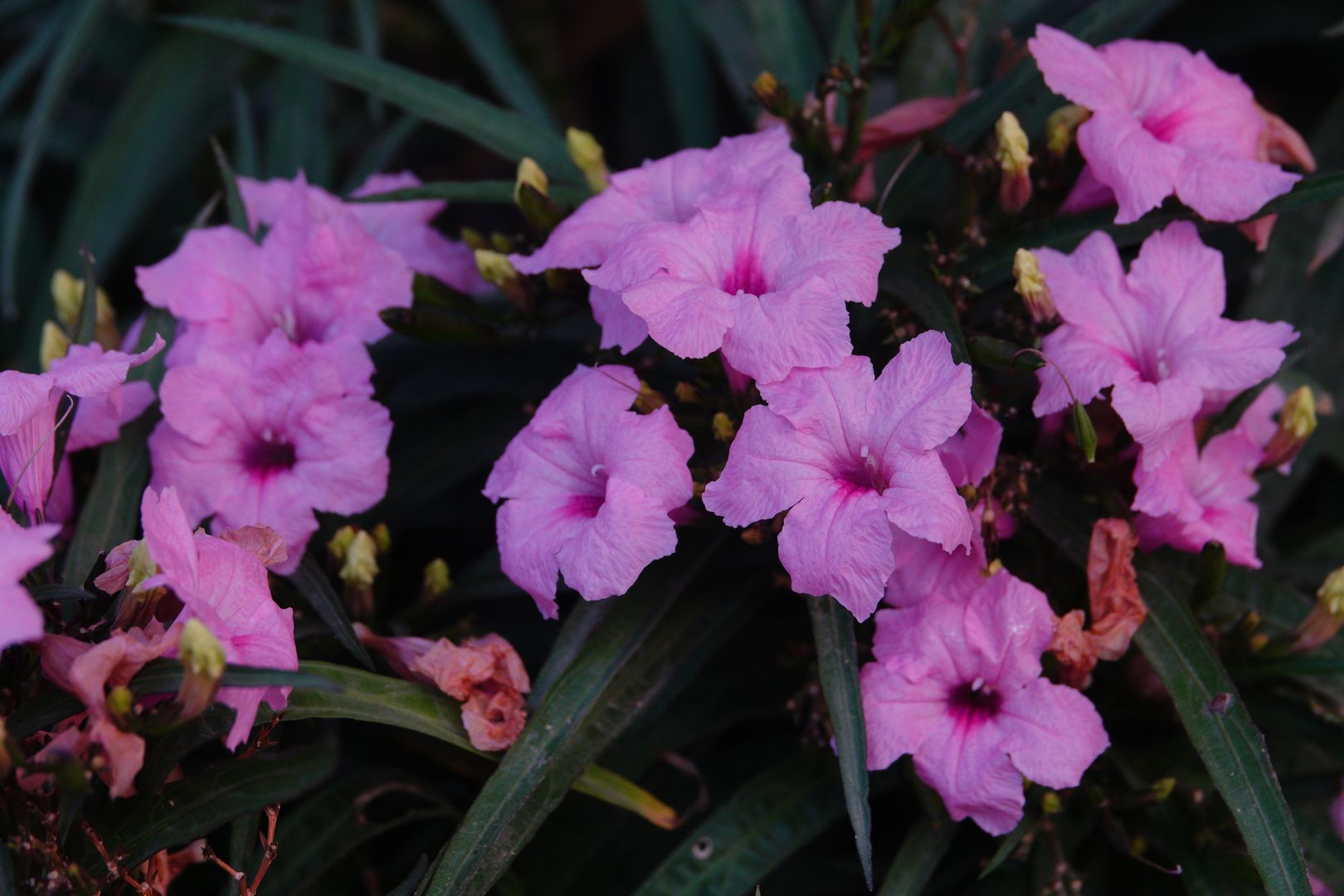 Gíza - ze zahrady hotelu Oasis - Ruellia simplex (2)