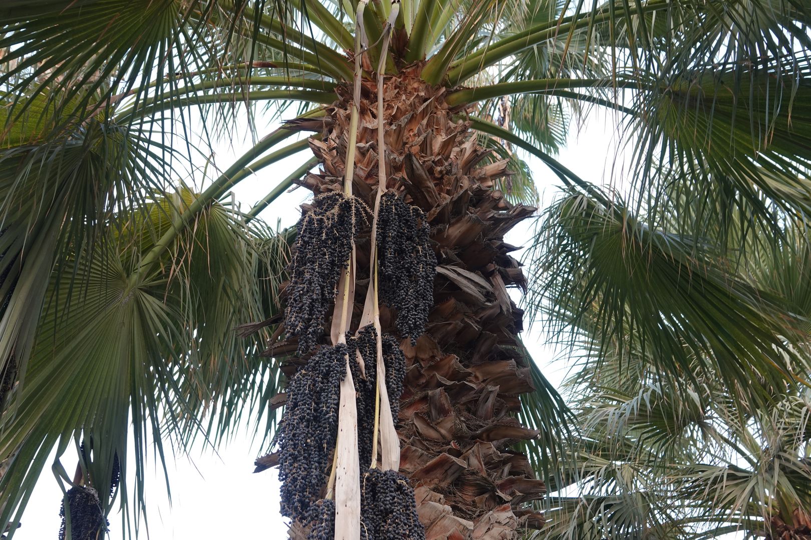 Gíza - ze zahrady hotelu Oasis - Trachycarpus fortunei (5)